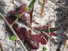 Rumex cordatus