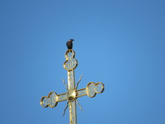 Corvus monedula