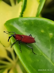 Rhodobaenus sanguineus