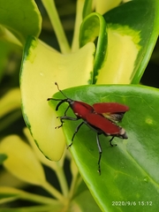 Rhodobaenus sanguineus