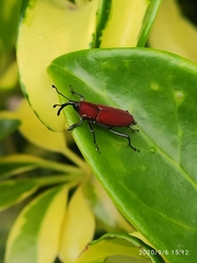 Rhodobaenus sanguineus
