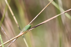 Rhynchomitra lingula