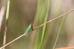 Rhynchomitra lingula