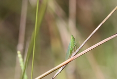 Rhynchomitra lingula