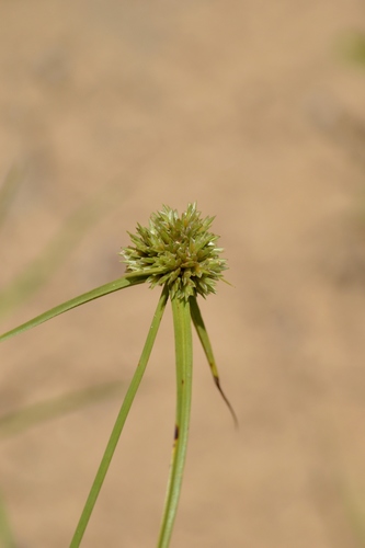 Cyperus lupulinus ssp. macilentus