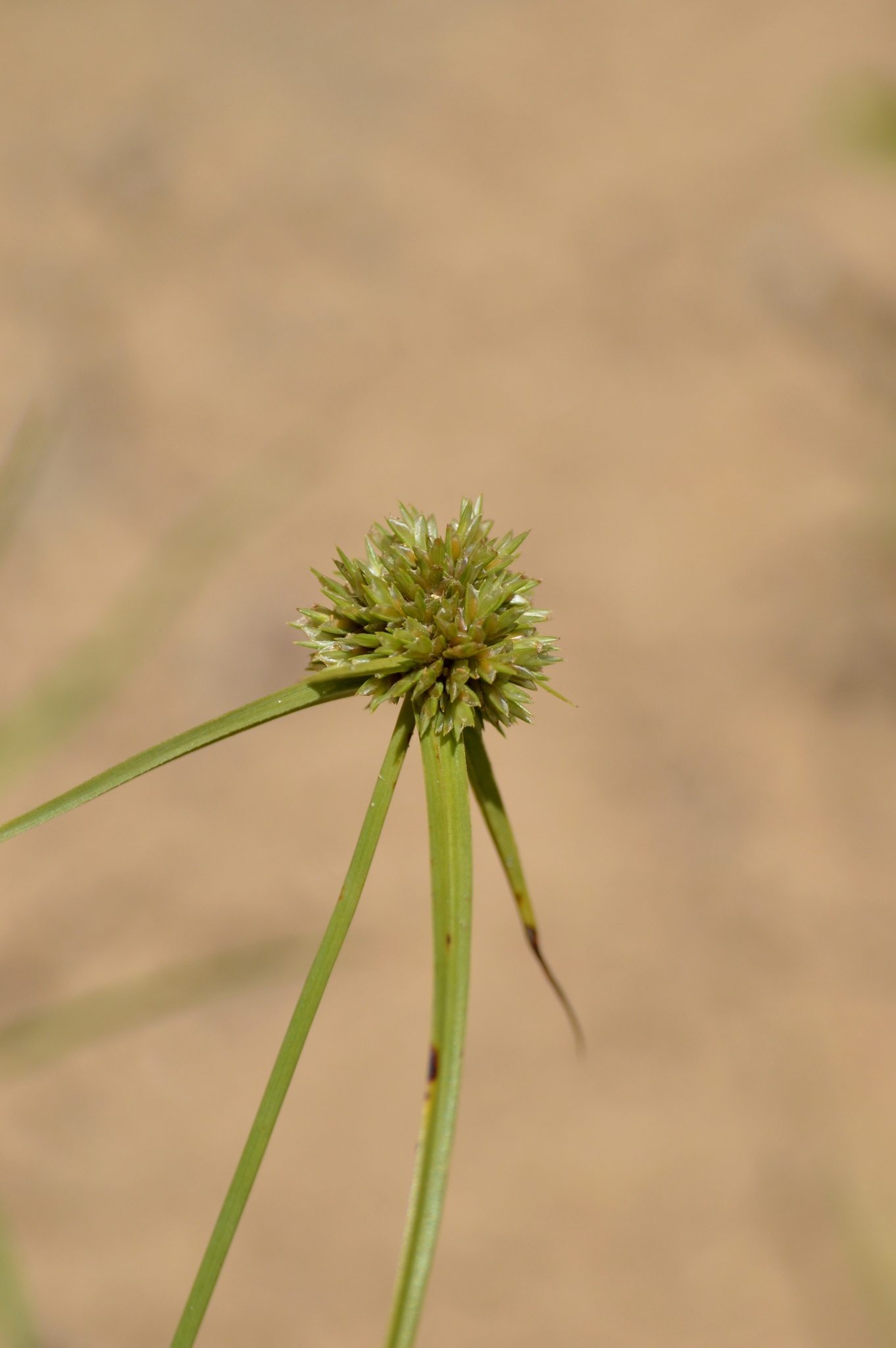 Cyperus lupulinus ssp. macilentus