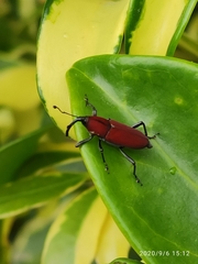 Rhodobaenus sanguineus