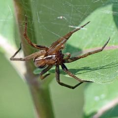 Dolomedes striatus