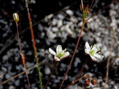 Pharnaceum elongatum