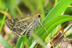 Taractrocera maevius