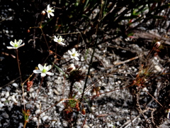 Pharnaceum elongatum