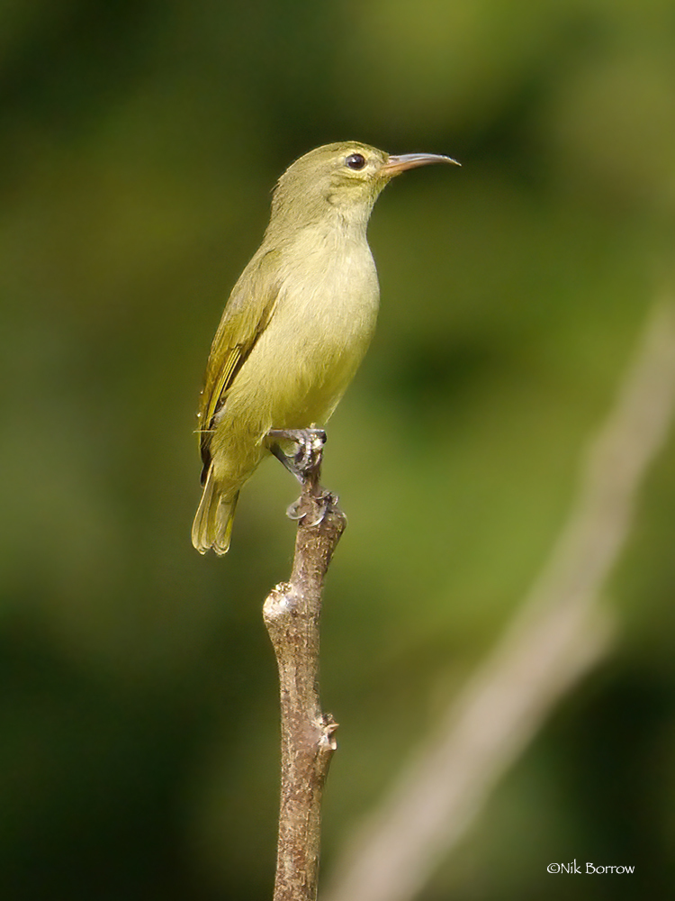 Little Green Sunbird (Anthreptes seimundi) photo