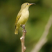 Little Green Sunbird - Photo (c) Nik Borrow, some rights reserved (CC BY-NC), uploaded by Nik Borrow