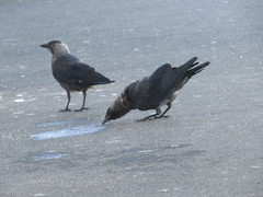 Corvus monedula