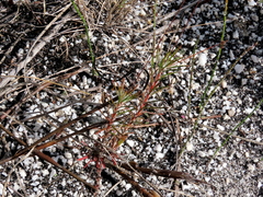 Pharnaceum elongatum