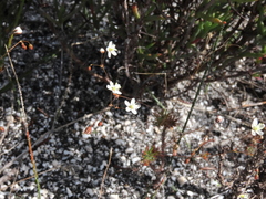 Pharnaceum elongatum