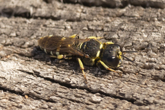 Ectemnius trifasciatus