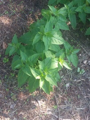 Mirabilis jalapa