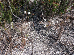 Pharnaceum elongatum