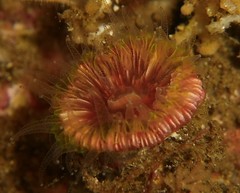 Paracyathus stearnsii