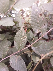 Stigmella multispicata