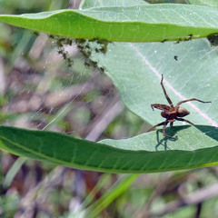 Dolomedes striatus