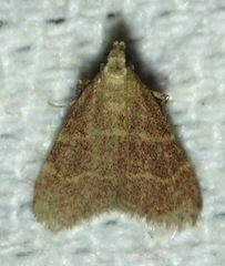 Arta epicoenalis