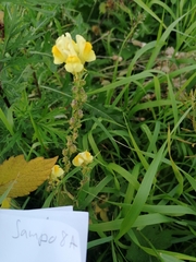 Linaria vulgaris