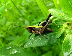 Melanotettix dibelonius