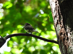 Cnemotriccus fuscatus