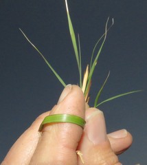 Eragrostis gummiflua