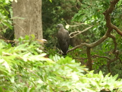Haliaeetus ichthyaetus