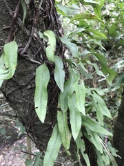 Microgramma squamulosa