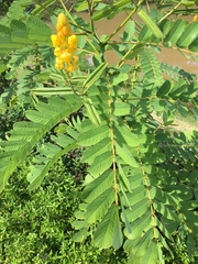 Senna alata