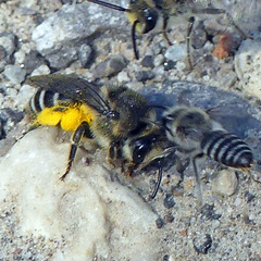 Colletes compactus compactus