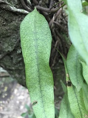 Microgramma squamulosa