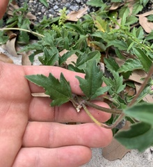Tridax procumbens image