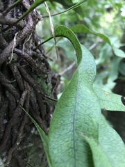 Microgramma squamulosa