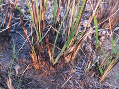 Eragrostis gummiflua