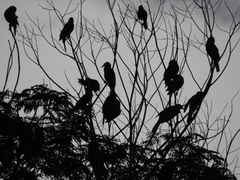 Psarocolius bifasciatus