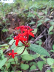 Crusea coccinea