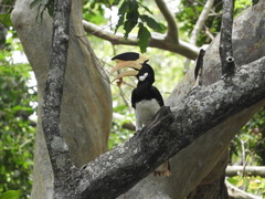 Anthracoceros coronatus