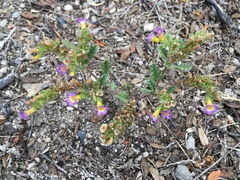 Phacelia bicolor