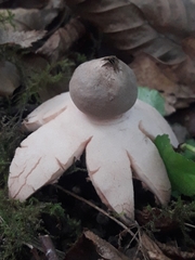 Geastrum rufescens