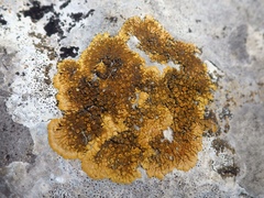 Variospora aurantia
