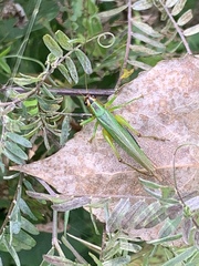Conocephalus nigropleurum