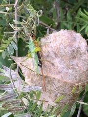 Conocephalus nigropleurum