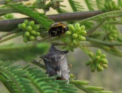 Peltoschema oceanicum