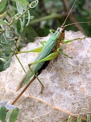 Conocephalus nigropleurum