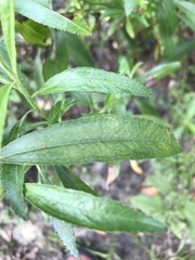 Baccharis punctulata